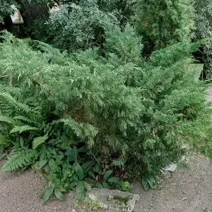Изображение товара : купить хвойные растения и деревья для сада в Бишкеке