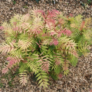 Рябинник рябинолистный ‘Pink Hopi’