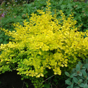 Барбарис тунберга ‘Golden Carpet’